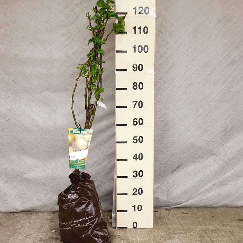 Spécimen de Poirier Super Comice Delbard - Georges Delbard Motte "Prêt-à-planter", Gobelet tel que livré au printemps