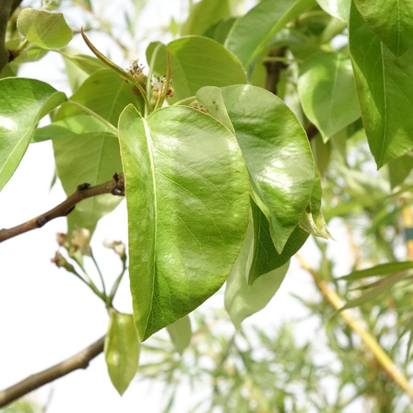 Poirier Triomphe de Vienne (Feuillage)