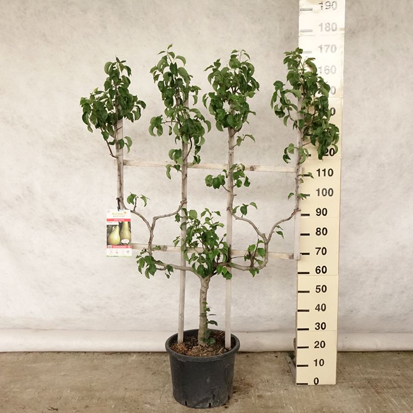 Spécimen de Poirier William's Bon Chrétien Pot de 20L/25L, Palmette double U tel que livré en été