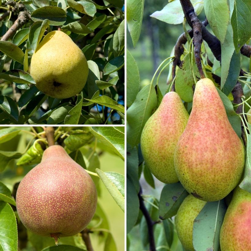 Poirier Trio Conference - Clapp’s Favorite - William’s (Récolte)