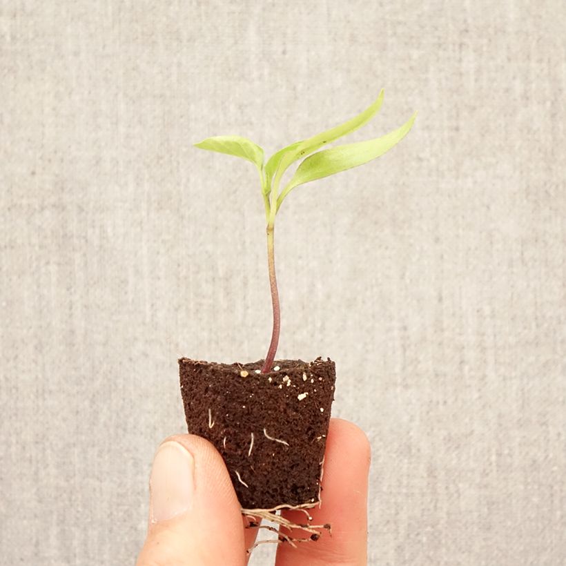 Spécimen de Poivron Dinero F1 en plant Mini-motte Ø 3/4 cm tel que livré au printemps