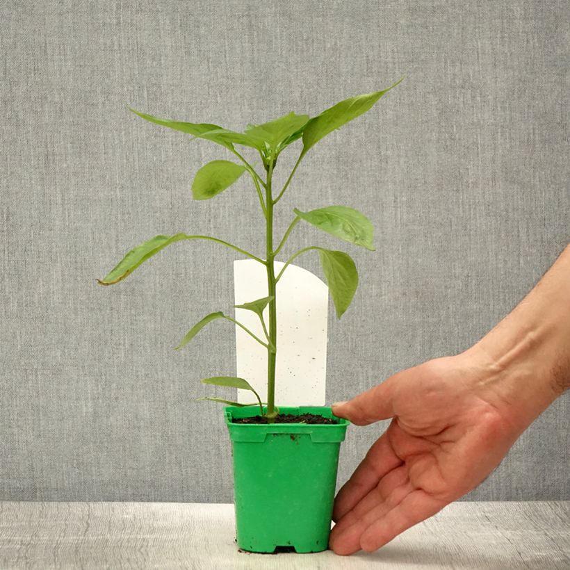 Example of Poivron orange Oreny F1 en plants Pot de 10 cm/11cm as you get in printemps