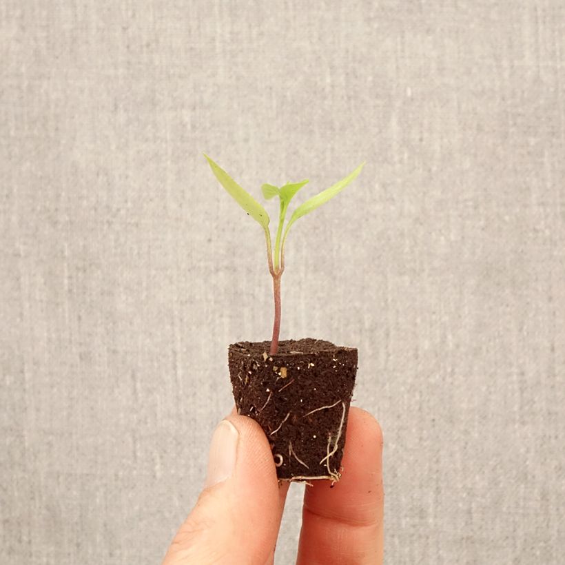 Spécimen de Poivron Poxigo F1 en plant Mini-motte Ø 3/4 cm tel que livré au printemps