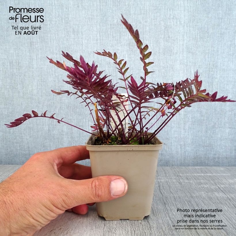 Spécimen de Polemonium Bressingham Purple  Godet de 8/9 cm tel que livré en été
