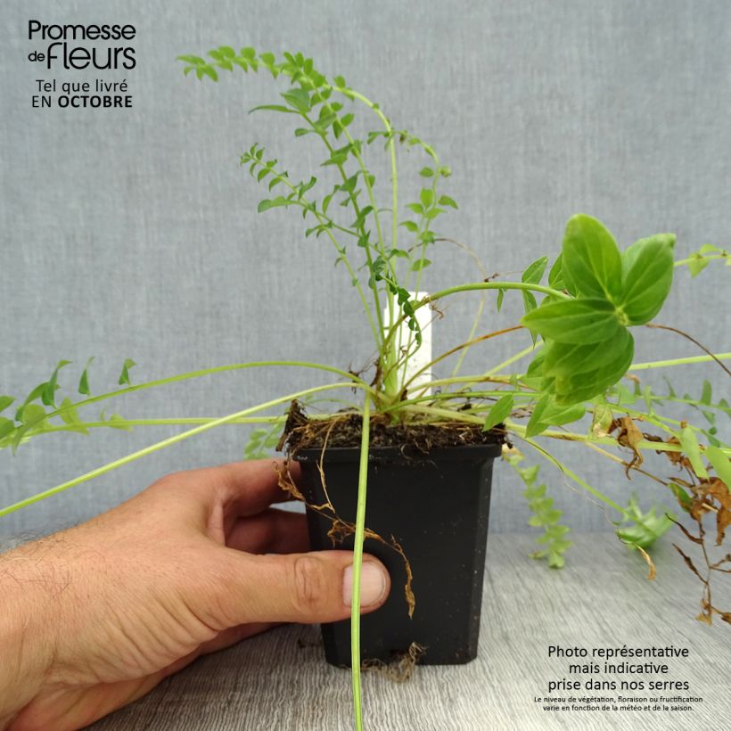 Spécimen de Polemonium caeruleum Album Godet de 8/9 cm tel que livré en automne