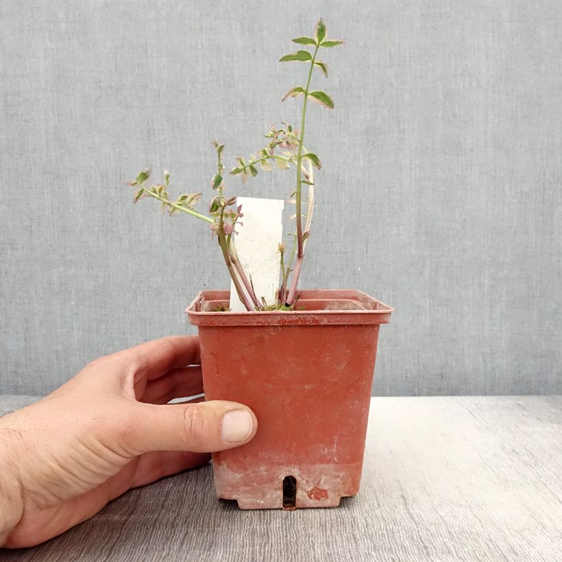 Example of Polemonium Stairway to Heaven Pot de 1L/1,5L as you get in printemps