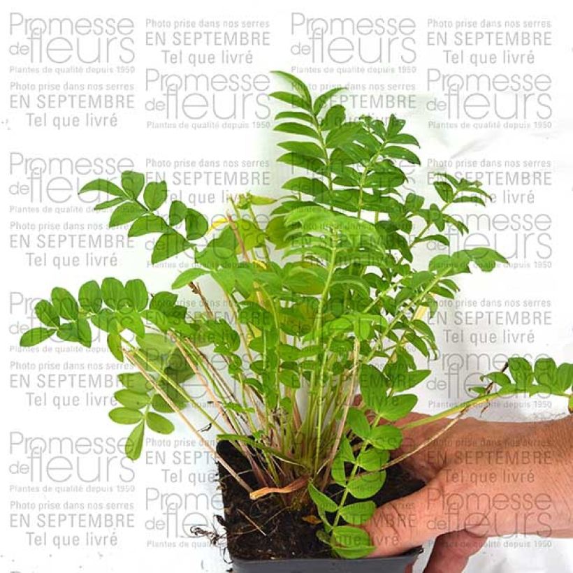 Exemple de spécimen de Polemonium Sonia's Bluebell - Valériane grecque Godet de 8/9 cm tel que livré