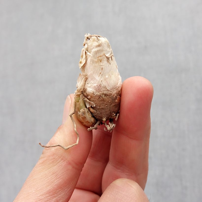 Spécimen de Polianthes tuberosa Pink Sapphire - Tubéreuse   Bulbe calibre 10+ tel que livré au printemps