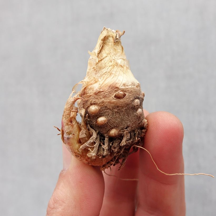 Example of Polianthes tuberosa Sensation - Tubéreuse   Bulbe calibre 10+, Gros Calibre as you get in printemps