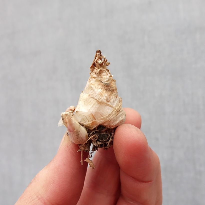 Example of Polianthes tuberosa Super Gold - Tubéreuse   Bulbe calibre 10+, Gros Calibre as you get in printemps