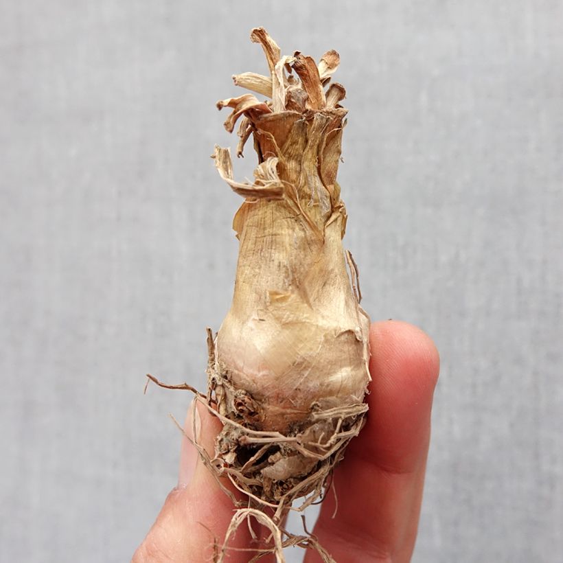 Spécimen de Polianthes tuberosa The Pearl - Tubéreuse Blanche Double La perle Bulbe size 12+ tel que livré au printemps