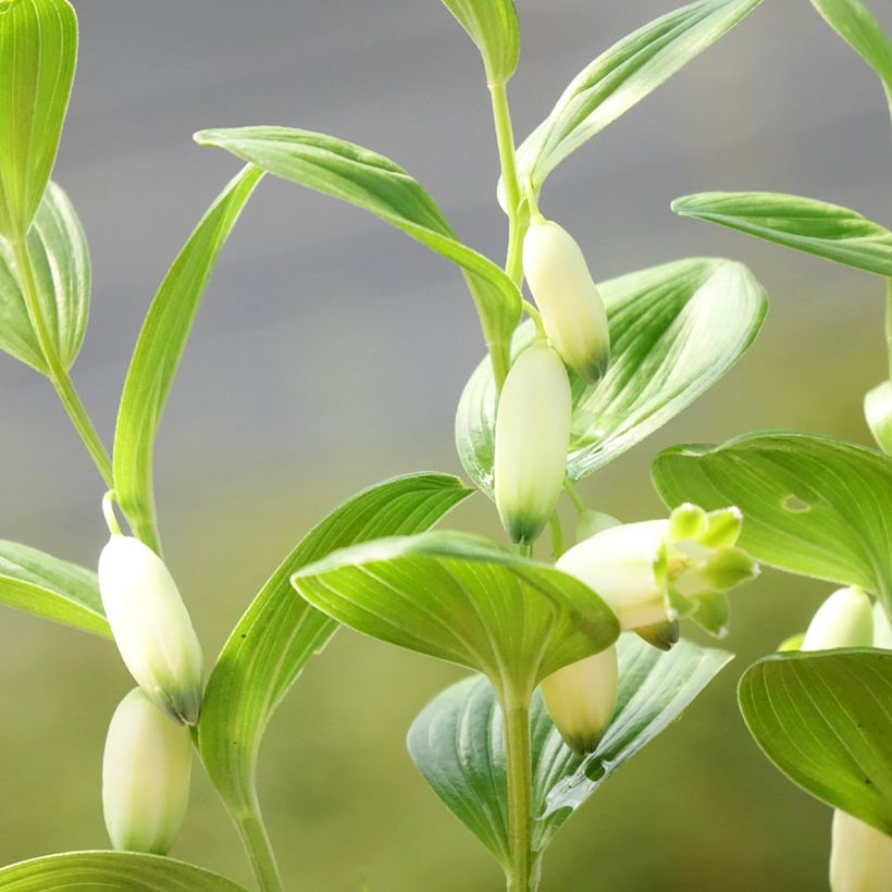 Polygonatum humile - Sceau de Salomon (Flowering)