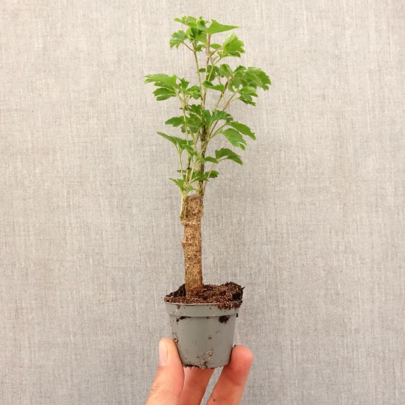 Spécimen de Polyscias balfouriana Butterfly - Aralia de Balfour Mini-plante tel que livré au printemps