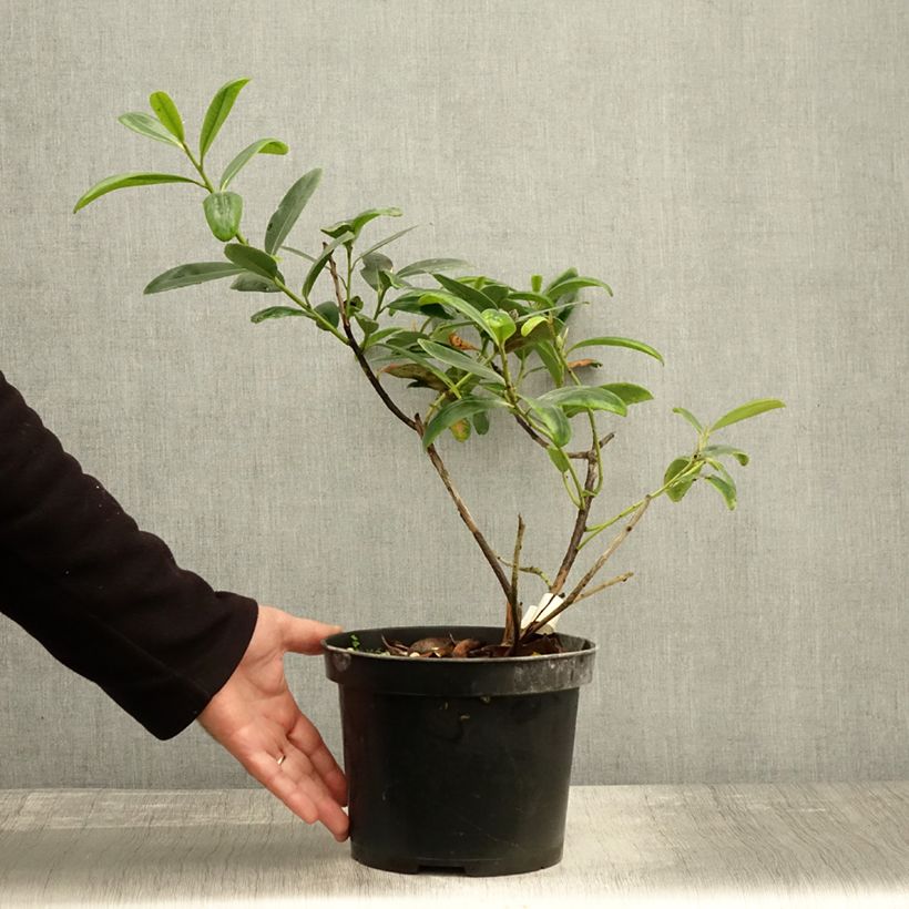 Spécimen de Polyspora ou Gordonia axillaris - Camélia de Taïwan Pot de 3L/4L tel que livré en automne