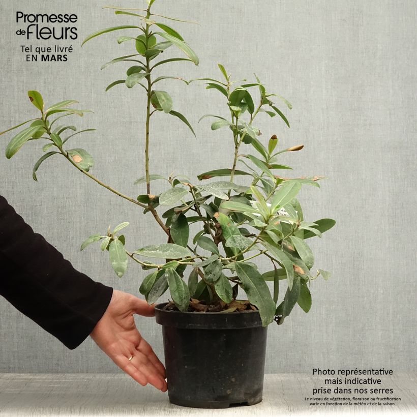 Spécimen de Polyspora ou Gordonia axillaris - Camélia de Taïwan Pot de 3L/4L tel que livré au printemps