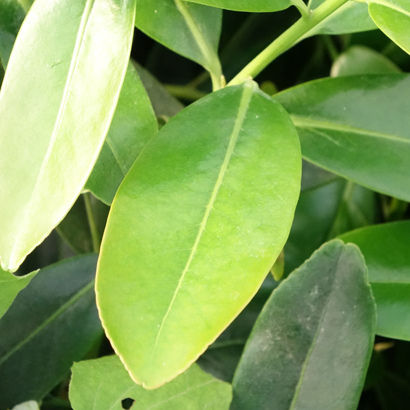 Polyspora ou Gordonia axillaris - Camélia de Taïwan (Feuillage)
