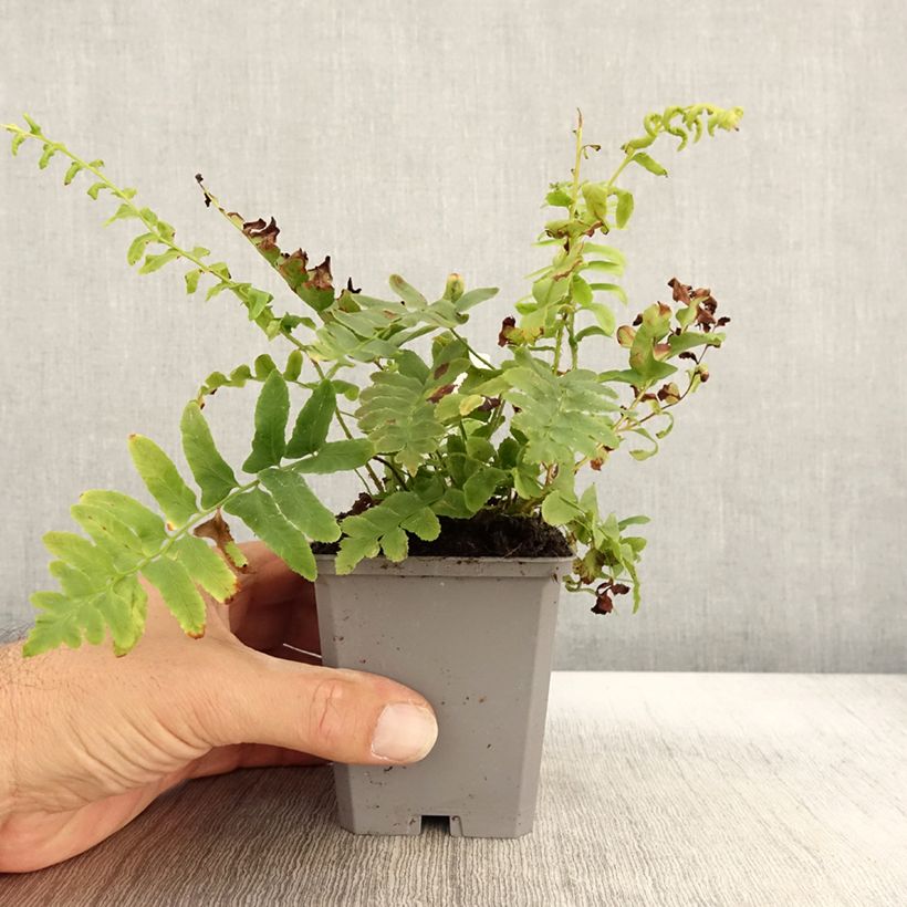 Spécimen de Polystichum acrostichoides - Fougère de Noël Godet de 8/9 cm tel que livré en automne
