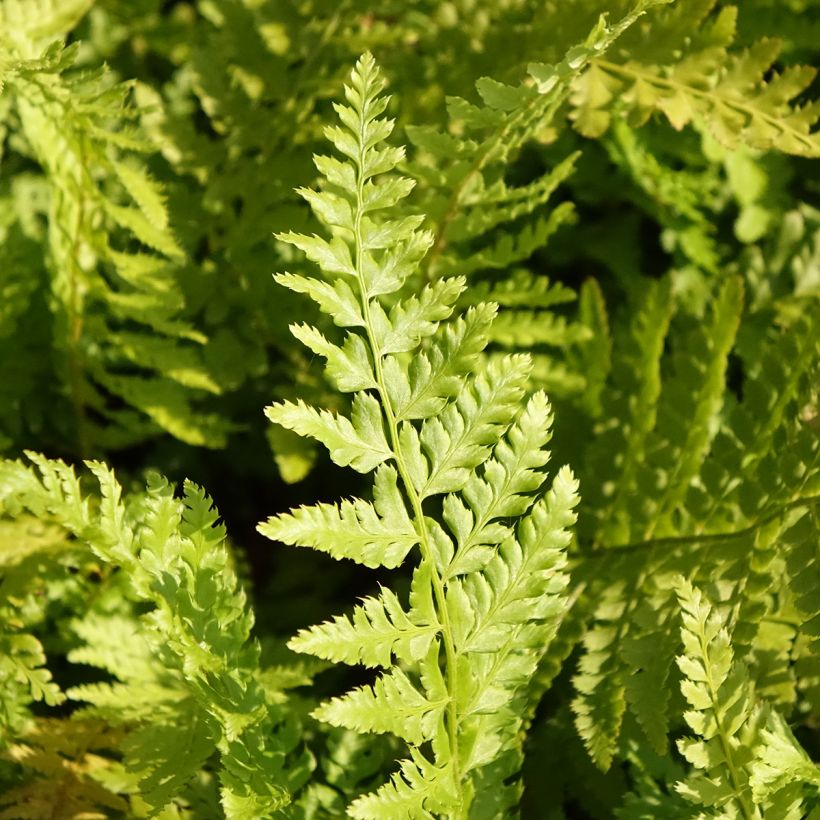 Polystichum braunii - Fougère (Feuillage)
