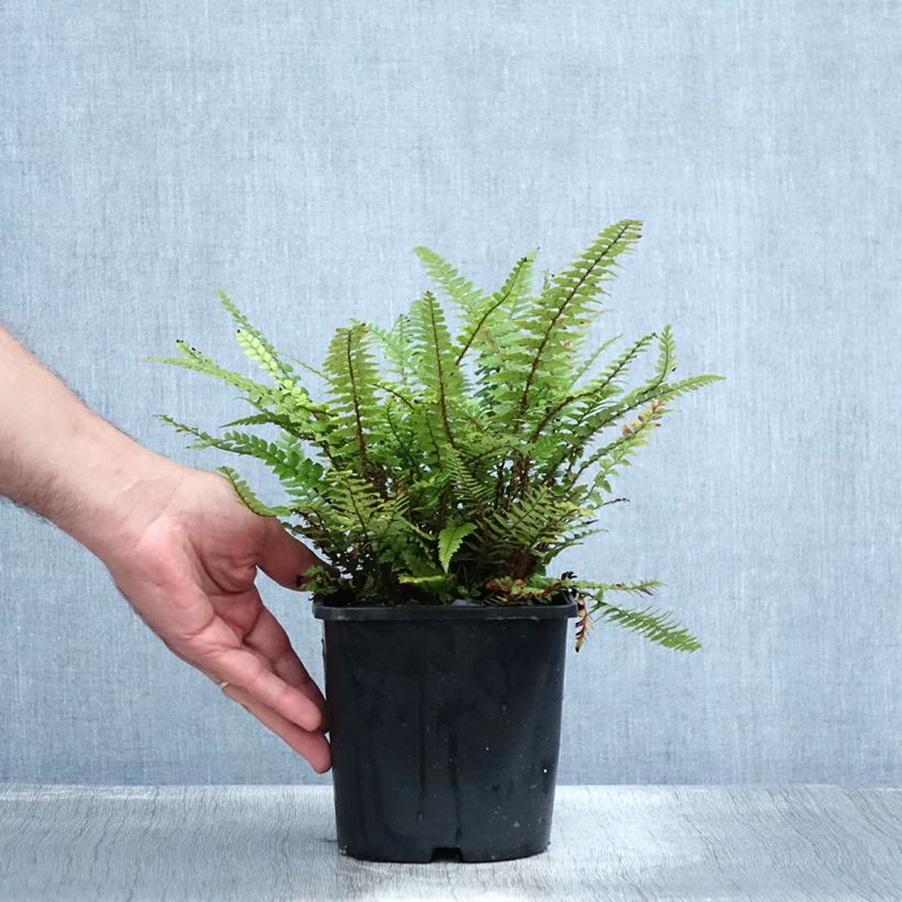 Spécimen de Polystichum neolobatum - Fougère sabre  Pot de 2L/3L tel que livré en été