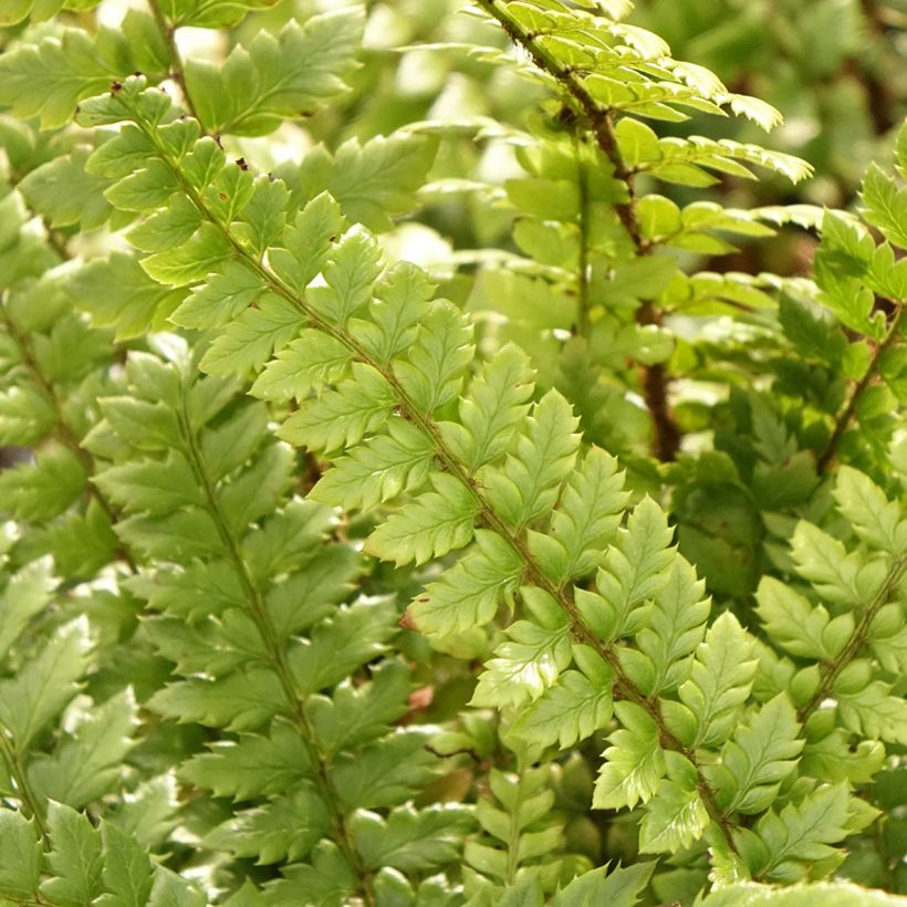 Polystichum neolobatum - Fougère sabre  (Foliage)