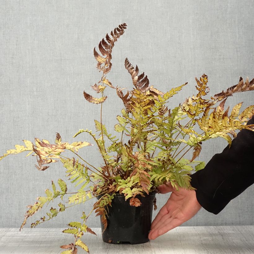 Example of Polystichum rigens - Fougère Pot de 2L/3L as you get in printemps