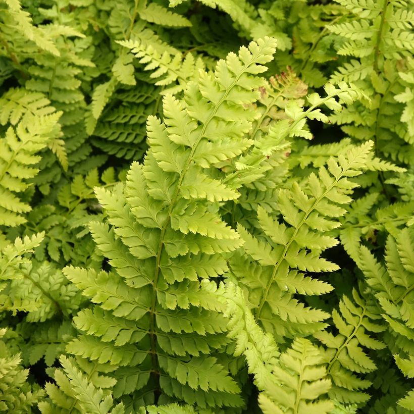 Polystichum setiferum - Aspidie à cils raides Densum (Feuillage)