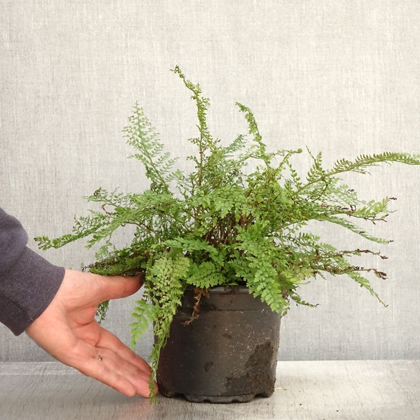 Spécimen de Polystichum setiferum - Aspidie à cils raides Herrenhausen Pot de 2L/3L tel que livré en automne