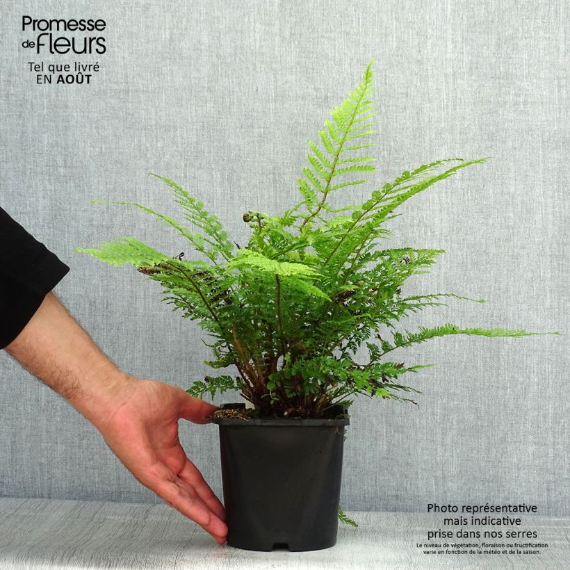 Spécimen de Polystichum setiferum - Aspidie à cils raides Herrenhausen Pot de 2L/3L tel que livré en été
