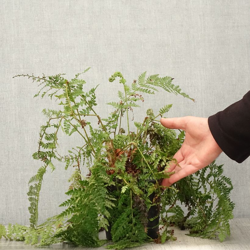 Example of Polystichum setiferum - Aspidie à cils raides Herrenhausen Pot de 2L/3L as you get in printemps