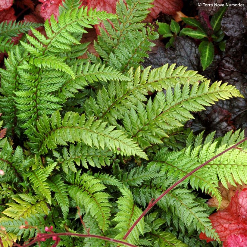 Polystichum Shiny Holy Fern - Fougère persistante  (Plant habit)
