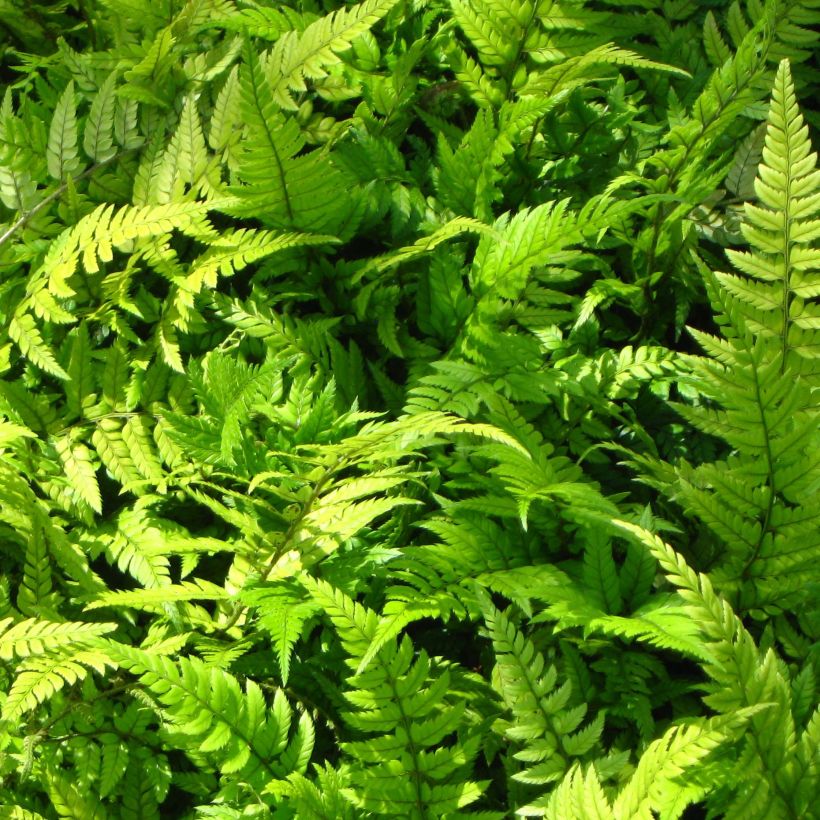 Polystichum tsus-simense - Aspidie, fougère (Foliage)