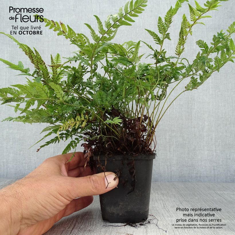 Spécimen de Polystichum tsus-simense - Aspidie, fougère Godet de 8/9 cm tel que livré en automne