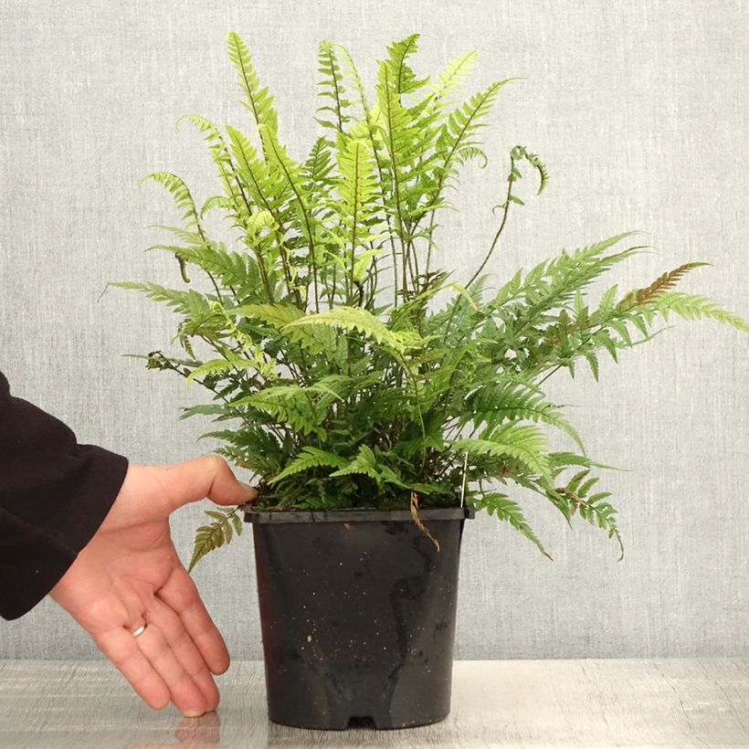Example of Polystichum tsus-simense - Aspidie, fougère Pot de 2L/3L as you get in printemps