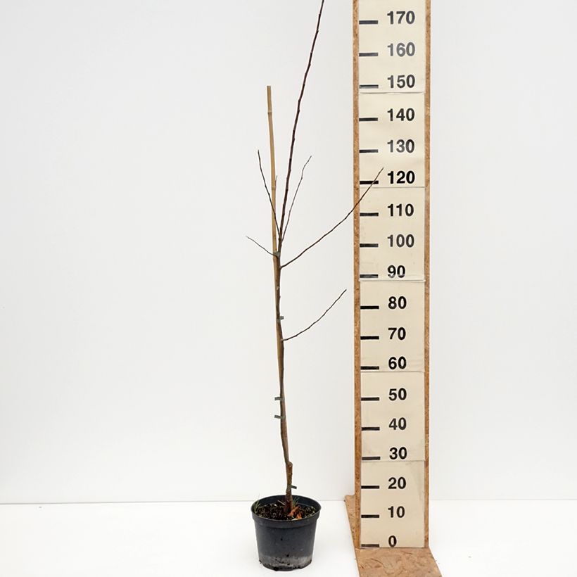 Spécimen de Pommier Ananas Berżenicki Pot de 4L/5L, Scion tel que livré en automne