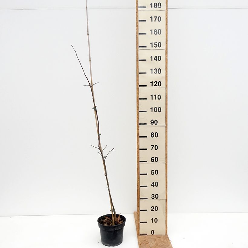 Spécimen de Pommier Antonówka Półtorapoundowa Pot de 4L/5L, Scion tel que livré en automne