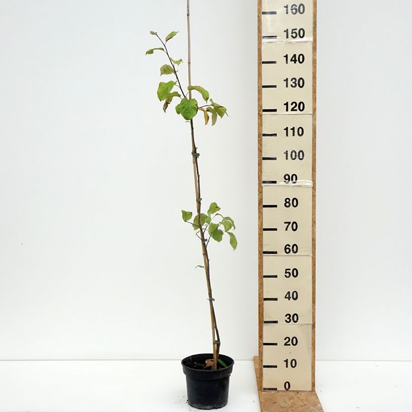 Spécimen de Pommier Antonówka Półtorapoundowa Pot de 4L/5L, Scion tel que livré en été