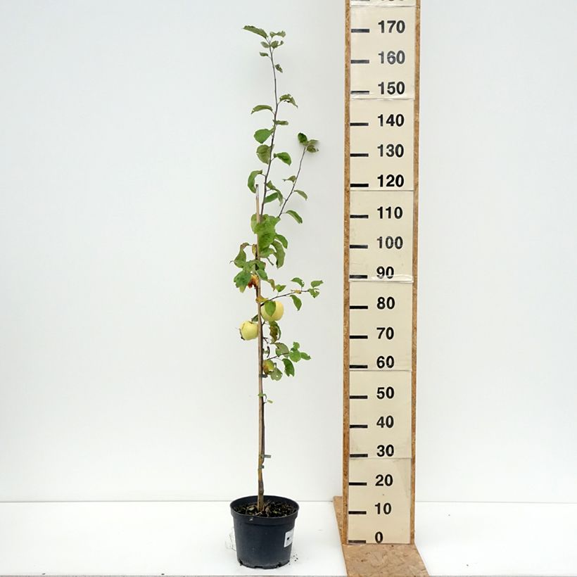 Spécimen de Pommier Antonówka Zwykła Pot de 4L/5L, Scion tel que livré en été
