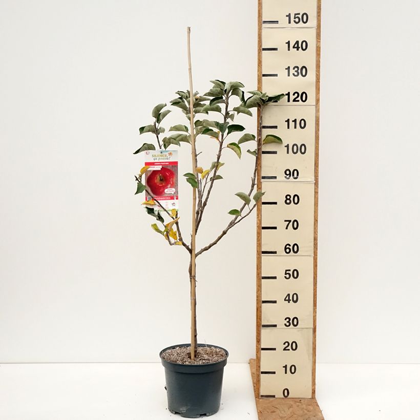 Spécimen de Pommier Api Etoilé Pot de 7,5L/10L, Gobelet tel que livré en automne