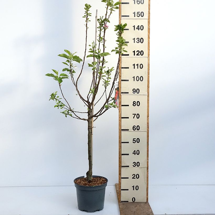 Spécimen de Pommier Ariane Pot de 7,5L/10L, Gobelet tel que livré au printemps