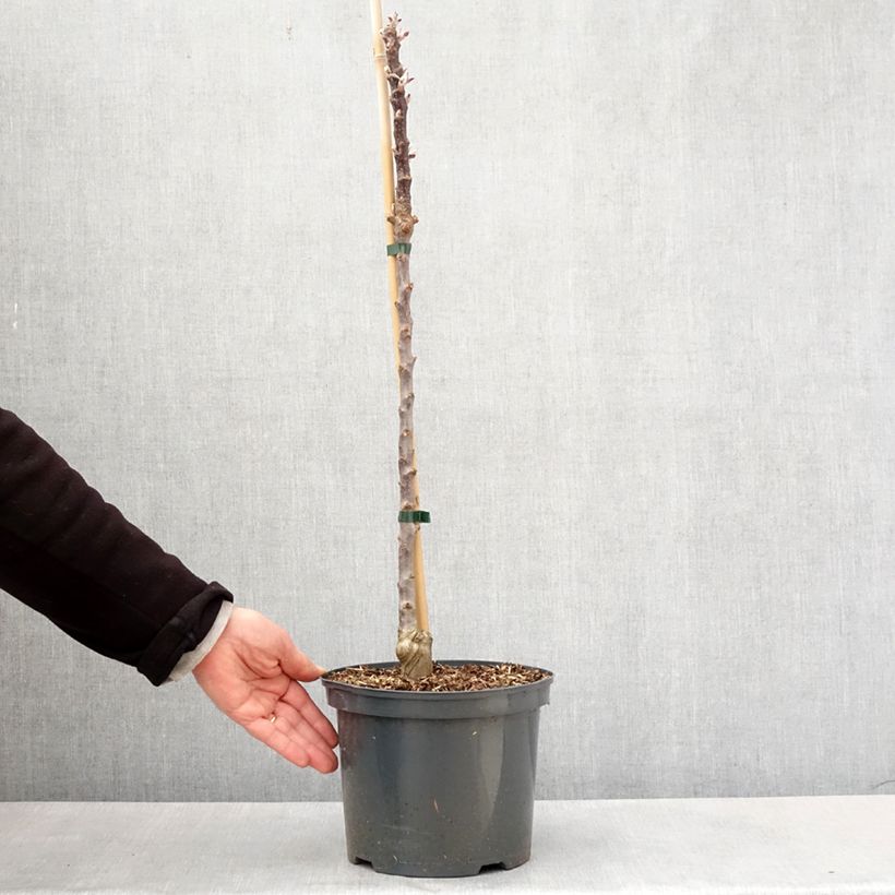 Example of Pommier Ballerina Red Leaf Pot de 4L/5L as you get in printemps