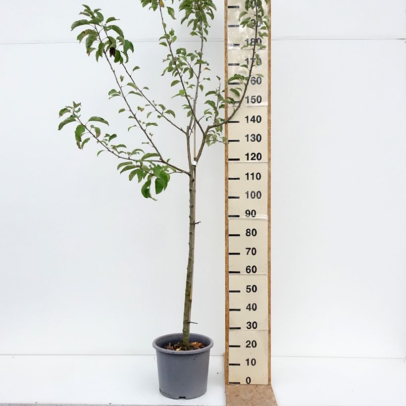 Spécimen de Pommier Belchard - Malus domestica Chanteclerc Pot de 12L/15L, Demi-Tige tel que livré en été