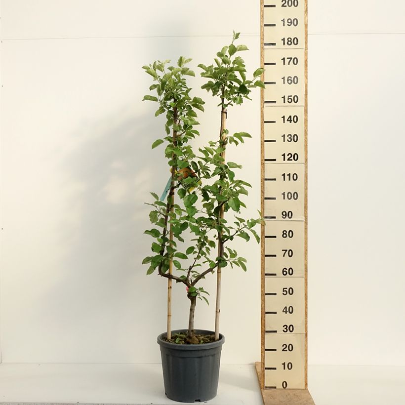 Example of Pommier Belle de Boskoop Pot de 12L/15L, Palmette simple U as you get in printemps