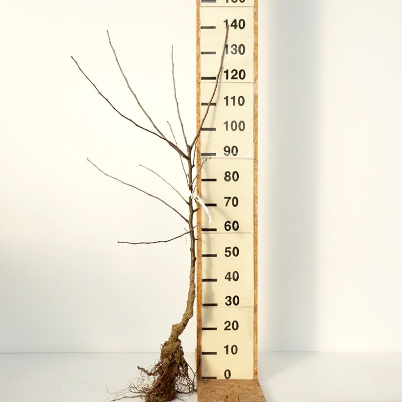 Example of Pommier Belle de Boskoop Racines nues, Gobelet as you get in hiver