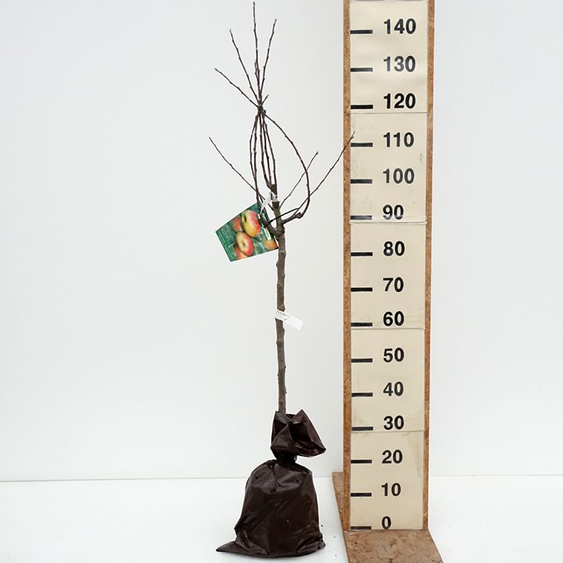 Spécimen de Pommier Belle Fille de Salins Motte "Prêt-à-planter", Gobelet tel que livré en hiver