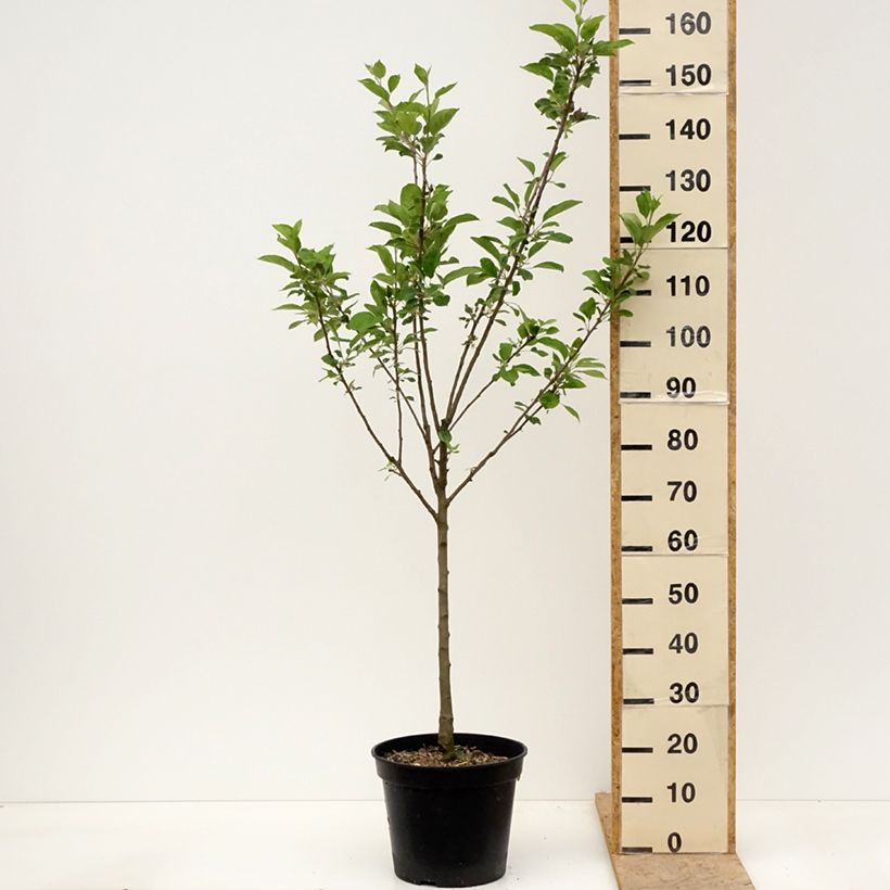 Example of Pommier Blush rosette - pomme sanguine Pot de 7,5L/10L, Gobelet as you get in printemps