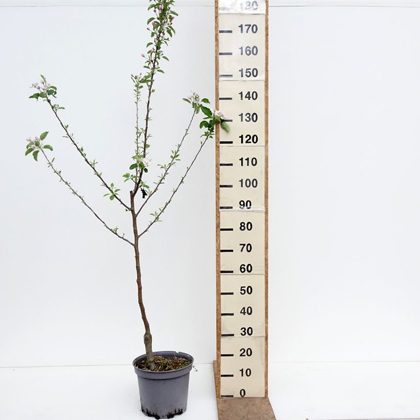 Spécimen de Pommier Calville Blanche - Malus domestica Pot de 7,5L/10L, Gobelet tel que livré au printemps
