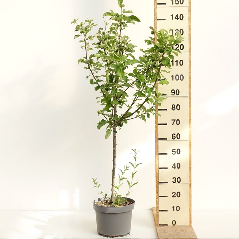 Example of Pommier Calville Rouge d'Hiver Pot de 7,5L/10L, Gobelet as you get in printemps