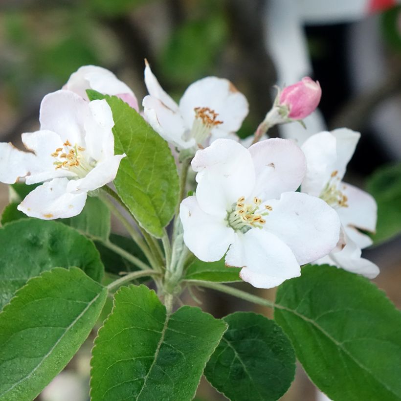 Pommier Choupette (Flowering)