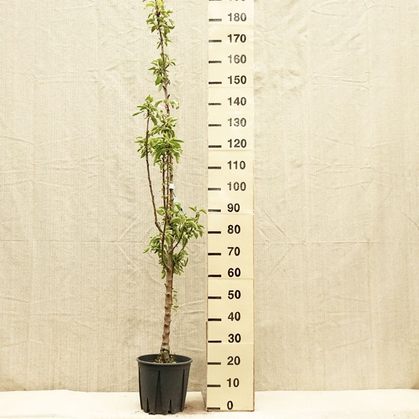 Spécimen de Pommier colonnaire Ballerina ® Polka Pot de 7,5L/10L, Colonnaire tel que livré au printemps