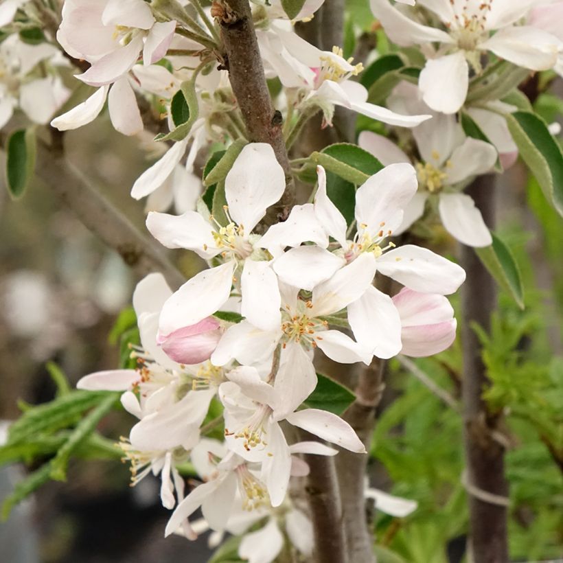 Pommier colonnaire Ballerina ® Polka (Floraison)